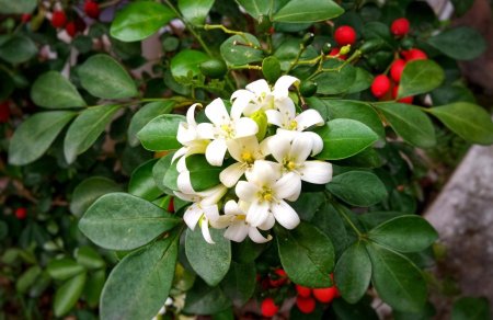 ياسمين موريا