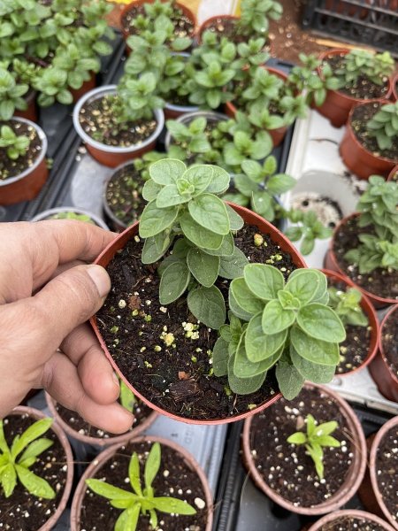 زعتر اورجانو