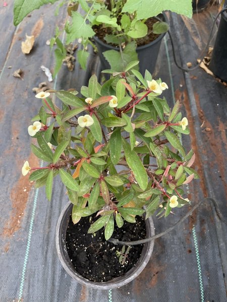 إيفوربيا ميلي لون ابيض وردة صغيرة ( شوكة المسيح ، الحماة والكنة )