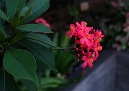 يثربة / جاتروفا (Jatropha )