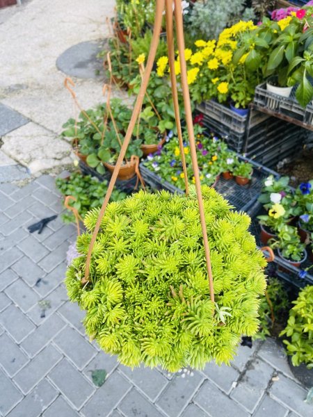 سيدوم أنجلينا (السيدوم الذهبي)