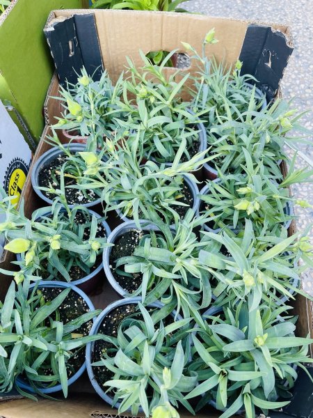 قرنفل امريكي