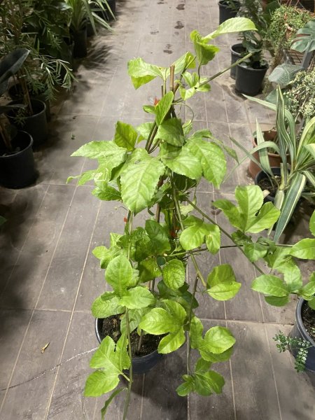 مسفلورا ( بسفلورا )