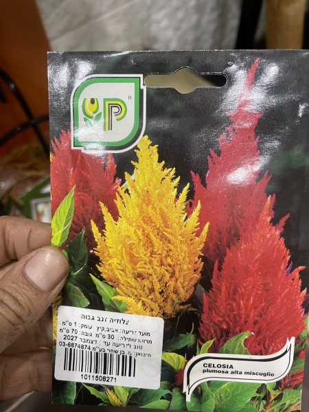 بذور عرف الديك