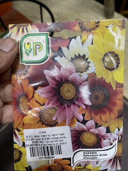 بذور جزانيا