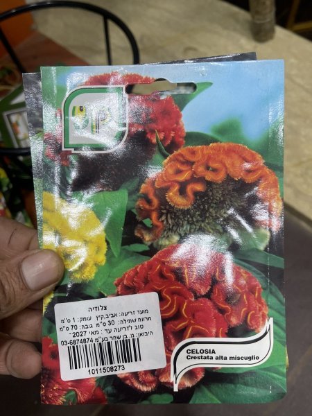 عرف الديك عريض