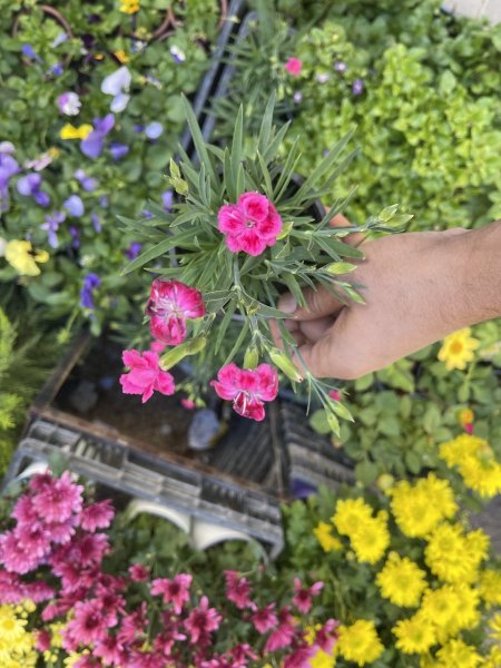 قرنفل ديانثوس