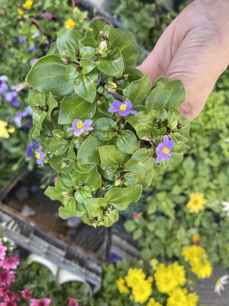 إكسكوم – البنفسج الفارسي