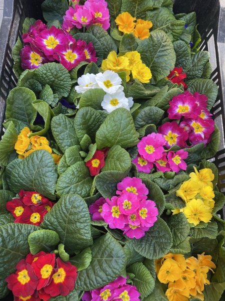 بريمولا (Primula )