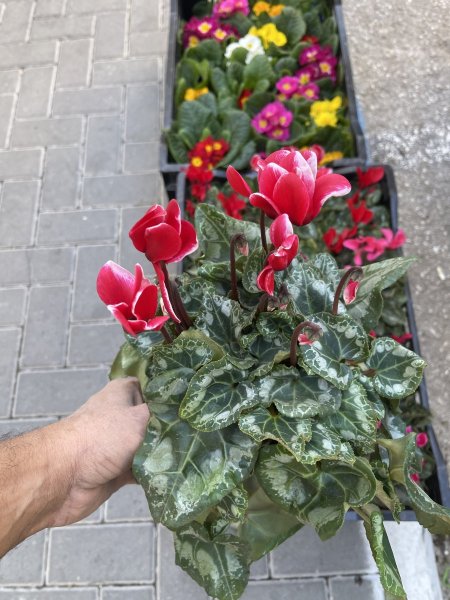 سيكلامين ( عصا الراعي ، قرن الغزال )