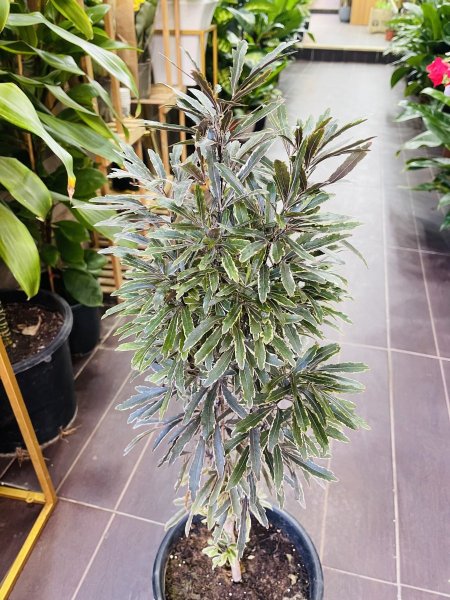 أراليا كاستور