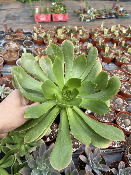 عصارية إيشيفيريا خضراء كبيرة