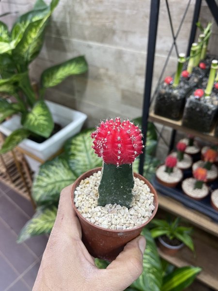 صبار القمر ، (ملون ، مركب ، مطعم )