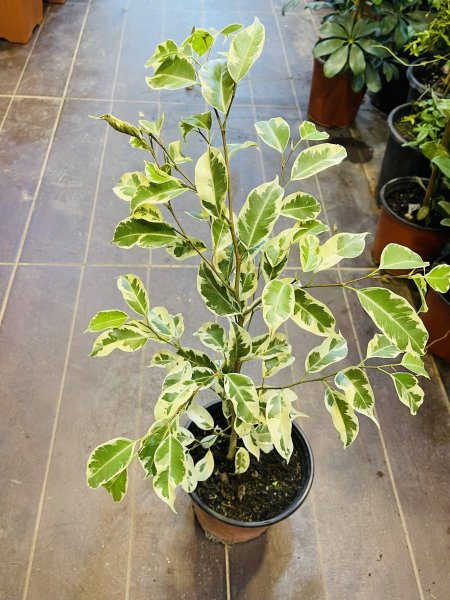 فيكس ستار لايت