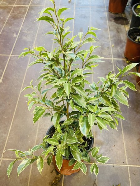 فيكس جولدن ( مبرقش )