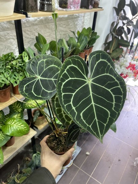 انتوريوم كلاري