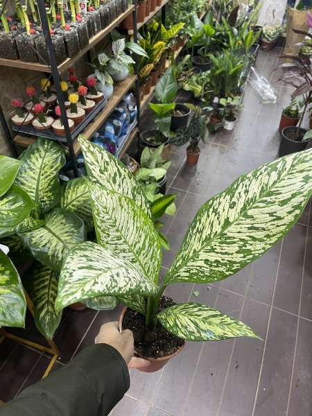 ديفنباخيا (أبيض/منقط)