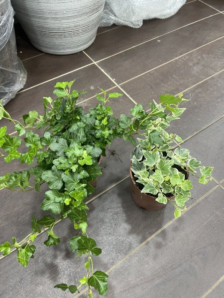 لبلاب انجليزي