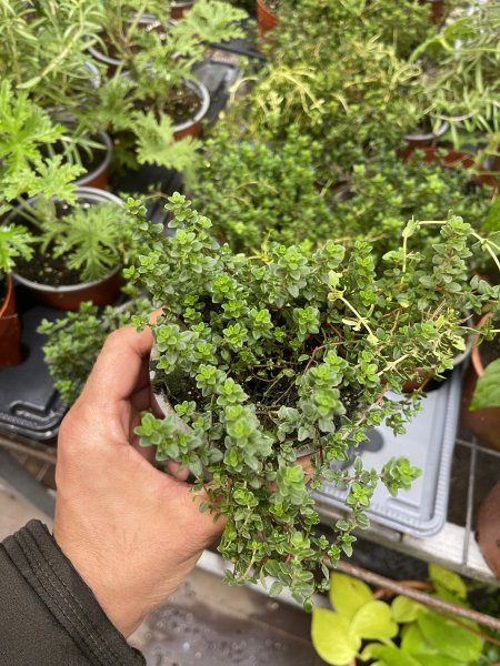 زعتر ليموني