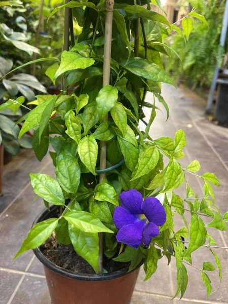 تونبيرجيا بنفسجية