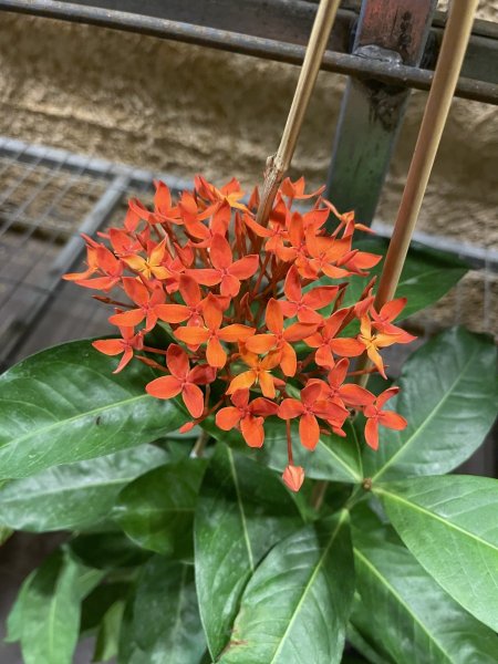 إكسورا (لهب الغابة)