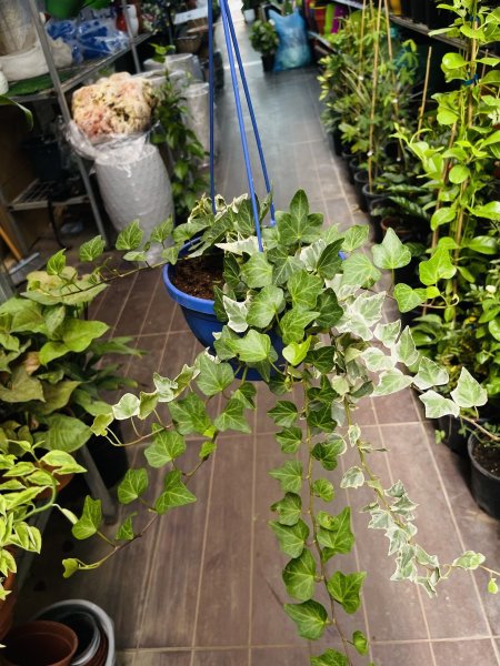 هايدرا ( لبلاب انجليزي )