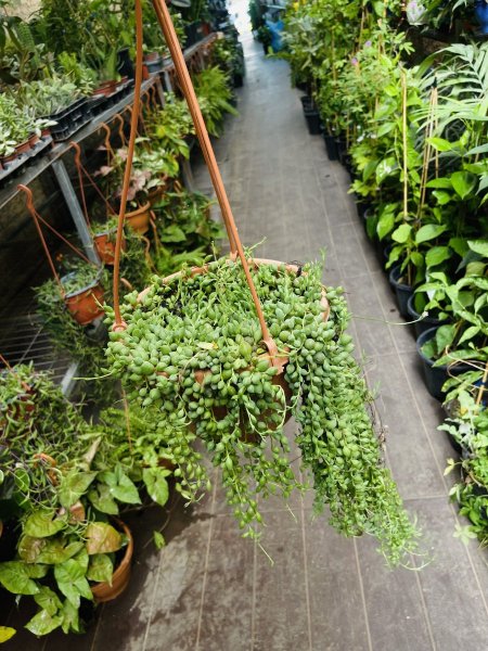 مسبحة عقد اللؤلؤ (أو مسبحة كيريو)