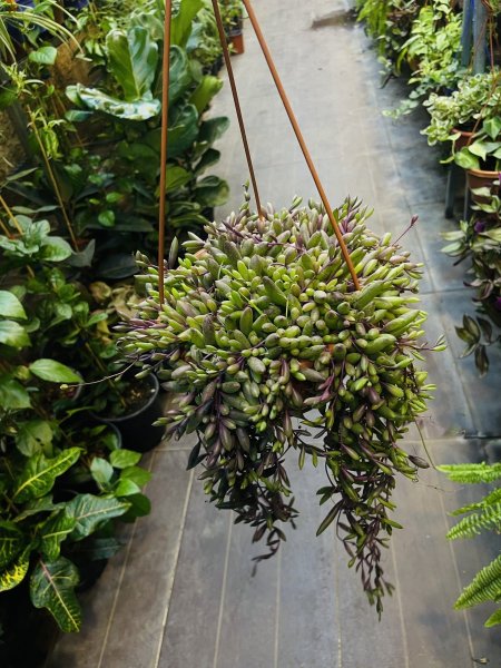 مسبحة عقد الياقوت (Little Pickles)