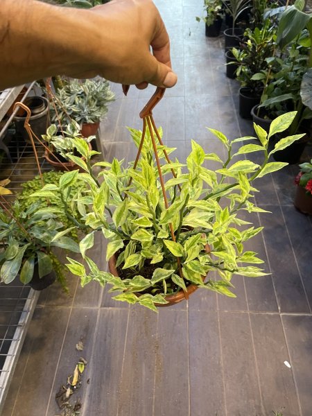 السلالم ( zig-zag plant )