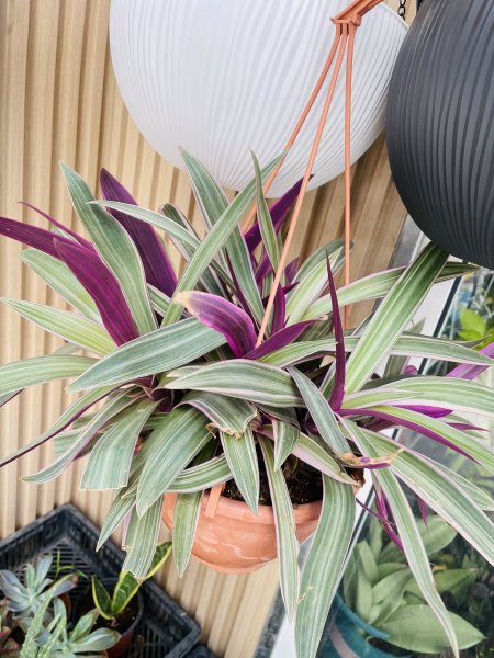 مكحلة ريو معلق