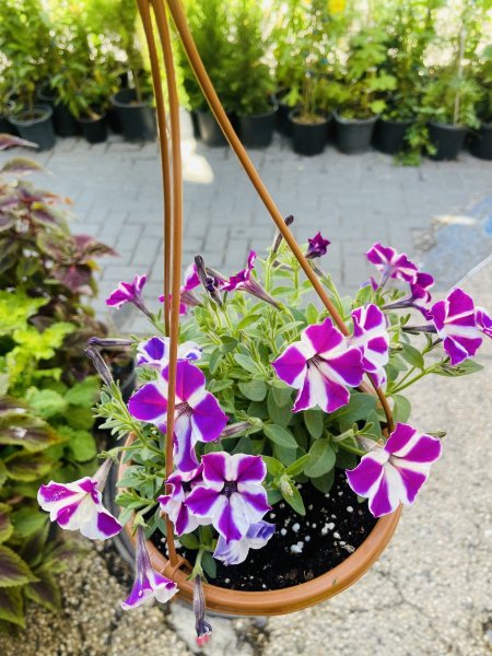 بيتونيا ( معلق )