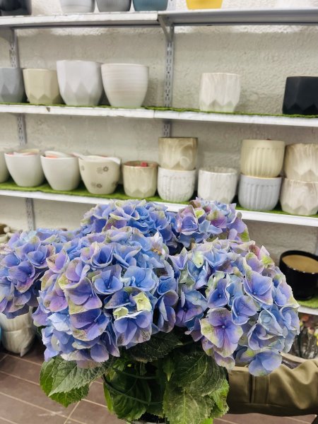 قرطاسيا (Hydrangea macrophylla)