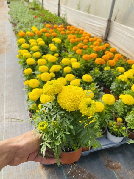 قدسية امريكي ( طابة )