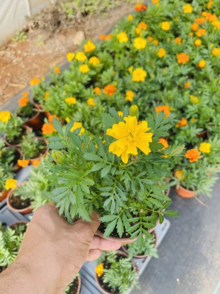 قدسية فرنسية