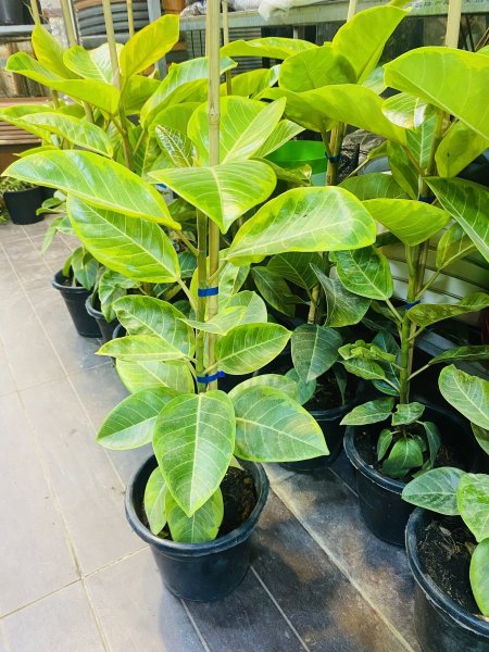 مطاط أصفر