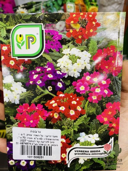 VERBENA (ڤاربينا)