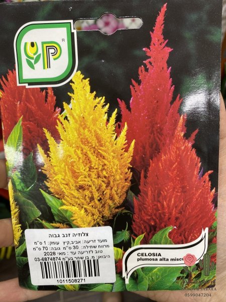 CELOSIA (عرف الديك)