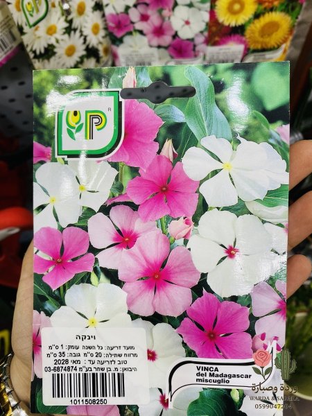 VINCA (فينكا)