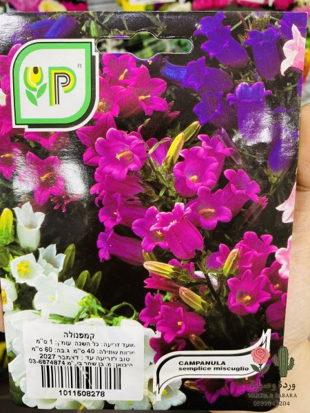 CAMPANULA (جرس)