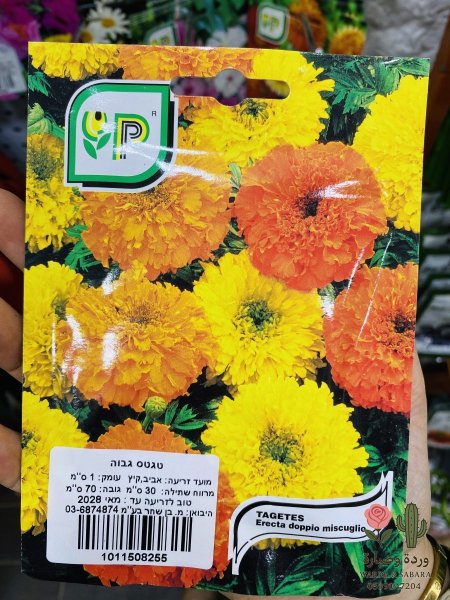 TAGETES (قدسية طابة)