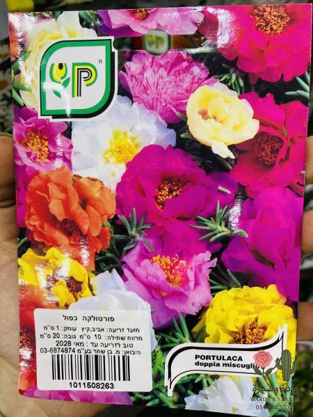 PORTULACA (رجلة)