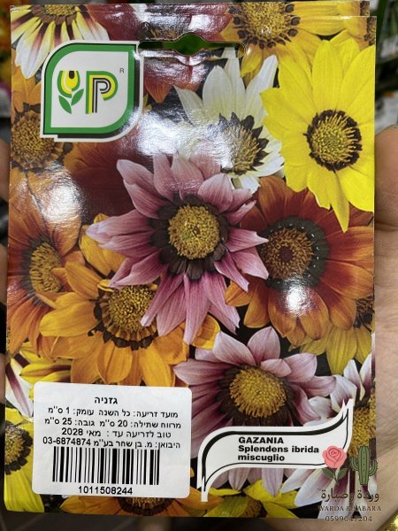 GAZANIA (جازانيا)