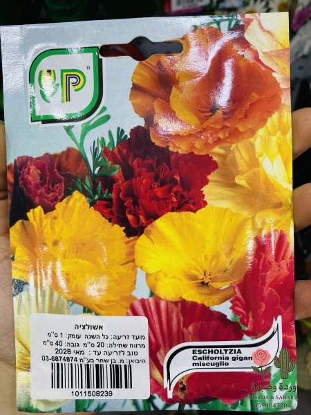 ESCHOLTZIA (كاليفورنيا خشخاش)