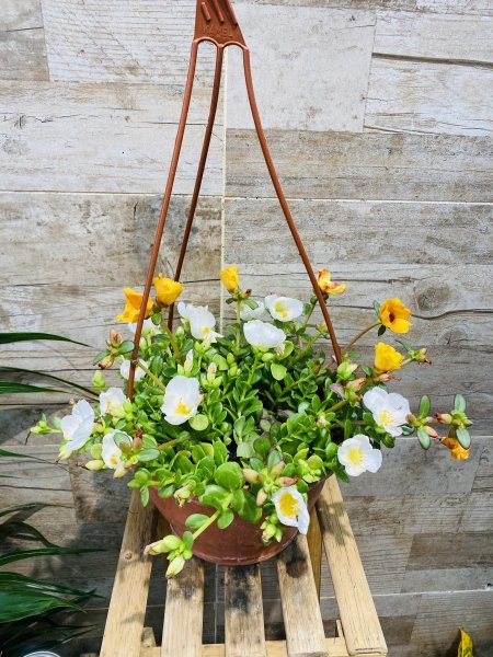 بيرتولاكا (بقلة زينة) portulaca grandiflora