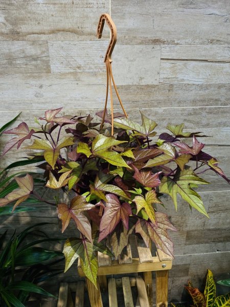 بطاطا زينة (Ipomoea batatas)
