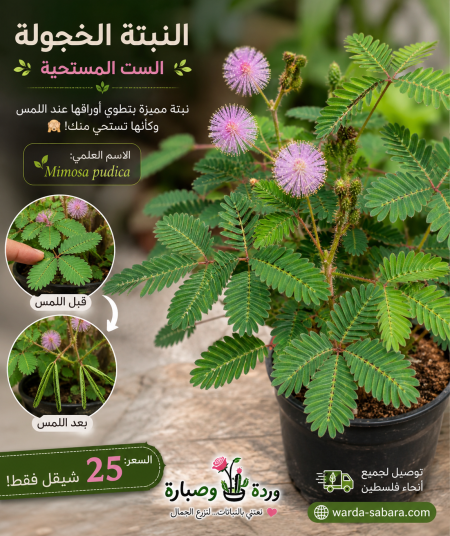 النبتة الخجولة ( الست المستحية )