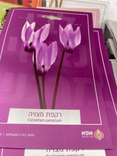 سايكملن بيرسكم(Cyclamen persicum)