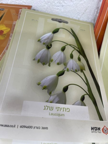 ليوكوجم(Leucojum)