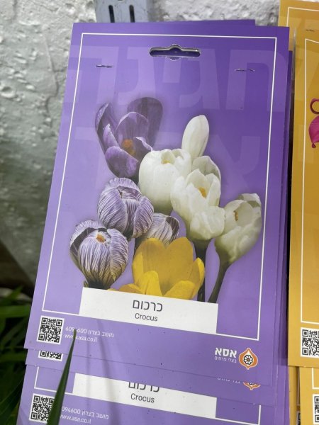 كروكوس(Crocus)