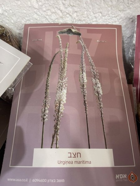 أورجينا ماريتيما(Urginea maritima)